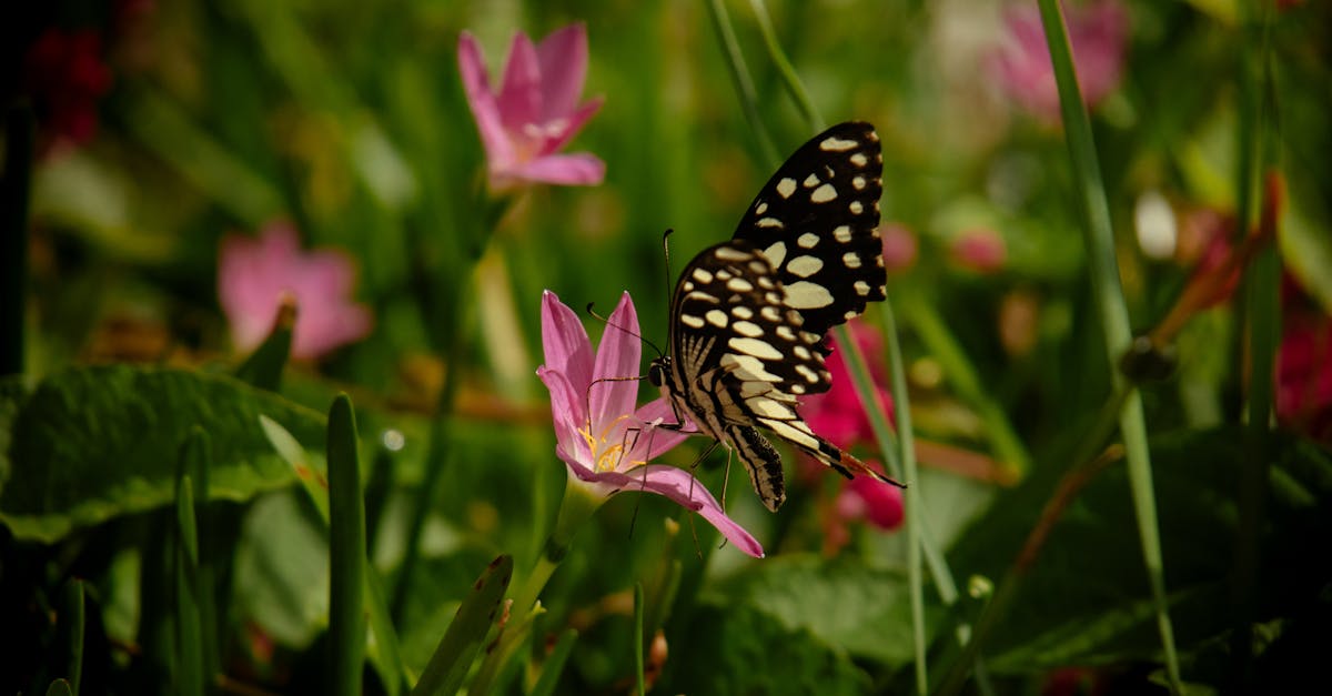 Integrating Mindfulness in Holistic Drug Rehab